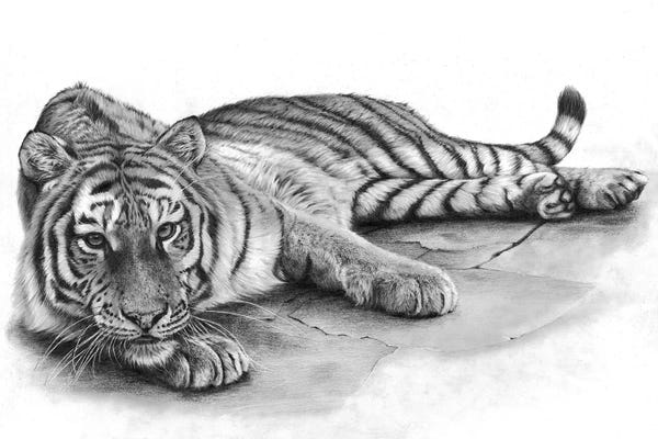 Tigers: Tessa by Peter Williams