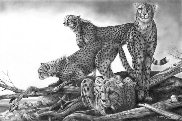 Lynx: Vantage by Peter Williams