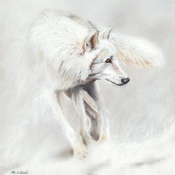 Peter Williams: Whiteout by Peter Williams