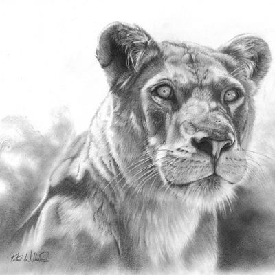 A New Day Dawns by Peter Williams canvas print