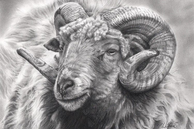 Aries by Peter Williams wall art