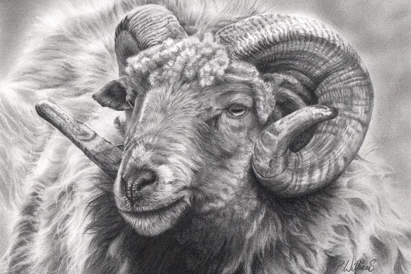 Peter Williams: Aries by Peter Williams