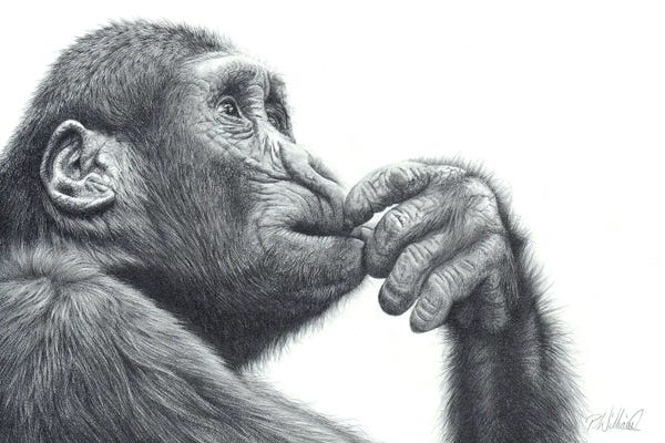 Chimpanzees: Brain Storm by Peter Williams