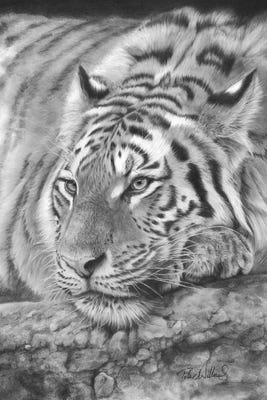 Easy Tiger Canvas Art Print by Peter Williams | iCanvas