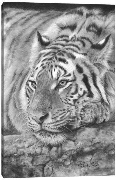 Easy Tiger Canvas Art Print - Peter Williams