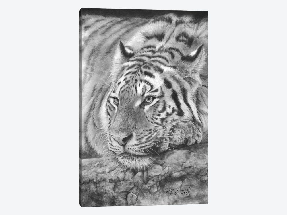 Easy Tiger by Peter Williams 1-piece Art Print
