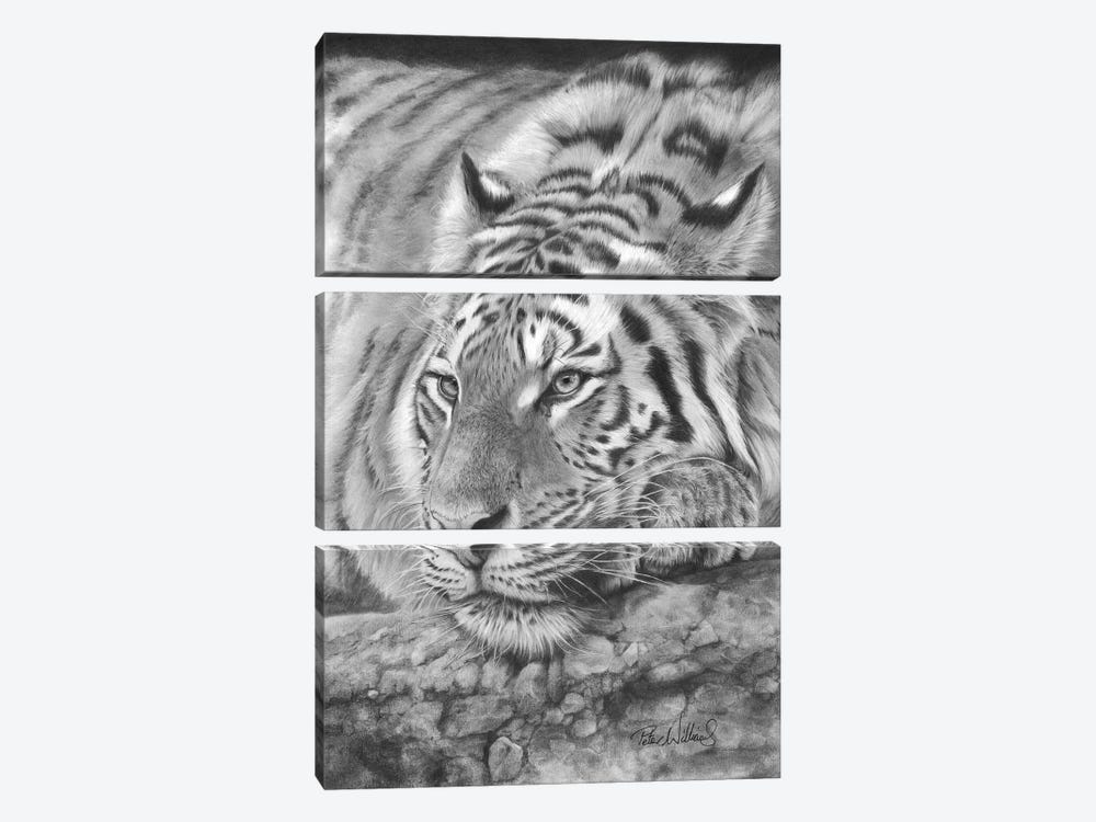 Easy Tiger by Peter Williams 3-piece Art Print