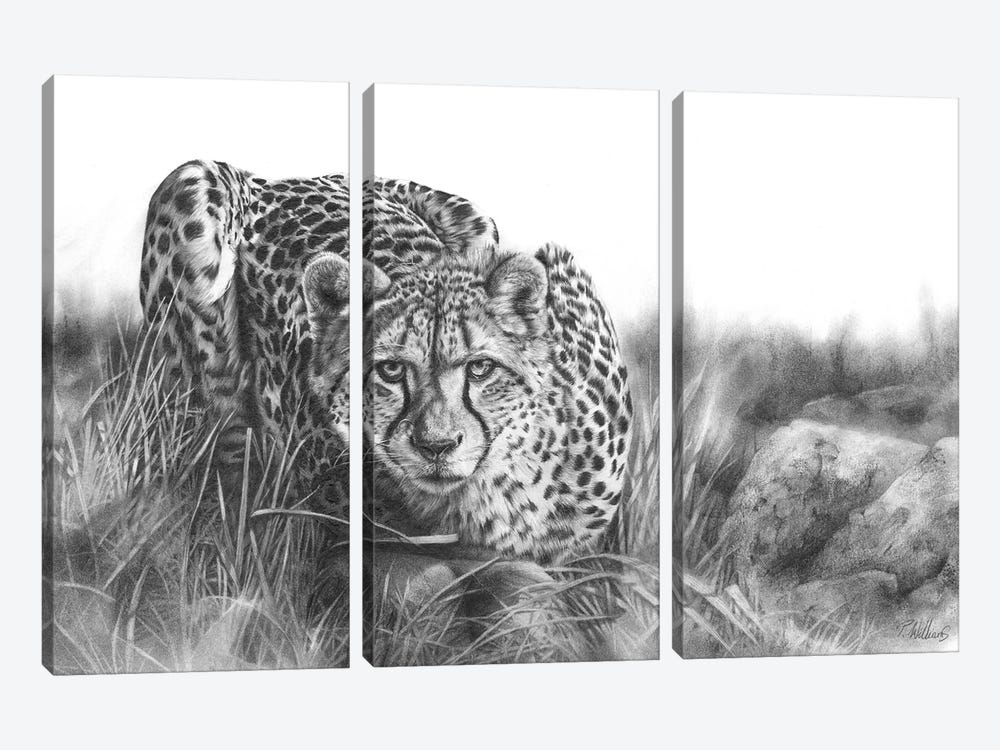 Focused by Peter Williams 3-piece Canvas Print