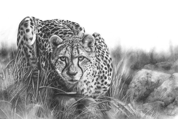 Cheetahs: Focused by Peter Williams