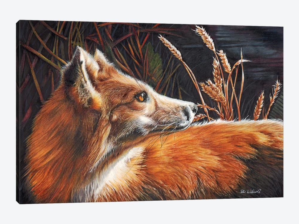For Fox Sake by Peter Williams 1-piece Canvas Print