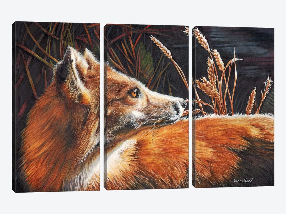 For Fox Sake by Peter Williams 3-piece Canvas Art Print