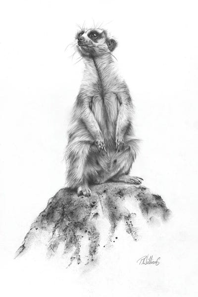 Meerkat Sentinel by Peter Williams art print