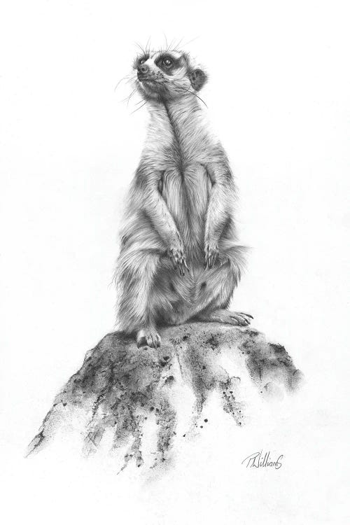 Meerkat Sentinel by Peter Williams wall art