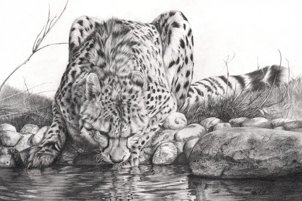 Cheetahs: Oasis II by Peter Williams