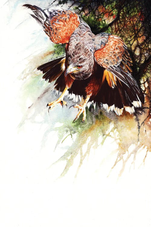 Raptor by Peter Williams wall art