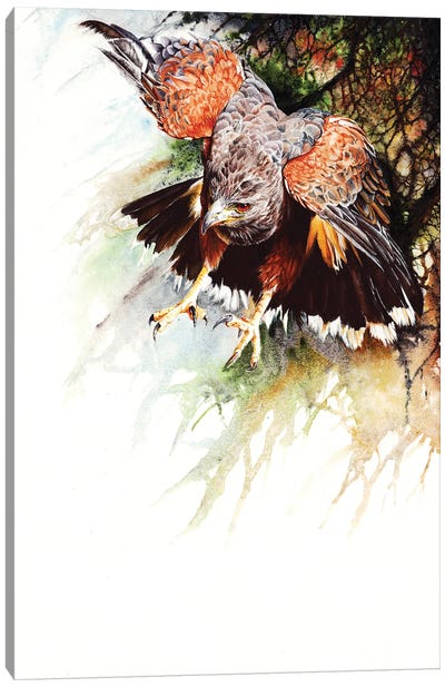 Raptor Canvas Art Print - Peter Williams