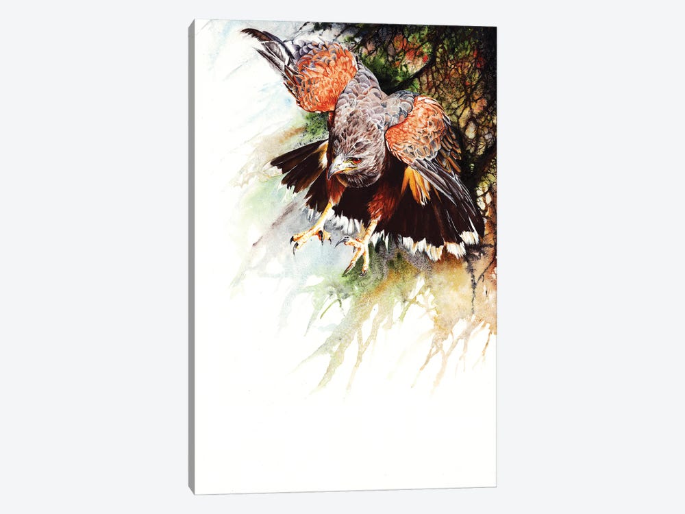 Raptor by Peter Williams 1-piece Canvas Art Print