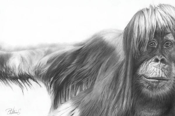 Orangutans: Shine On by Peter Williams