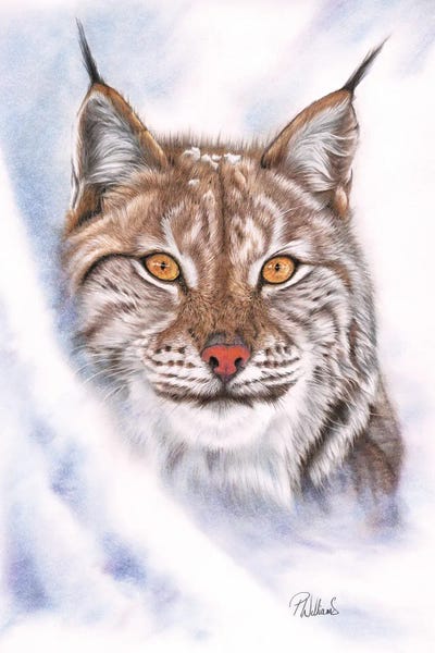 Lynx: Snowcat by Peter Williams