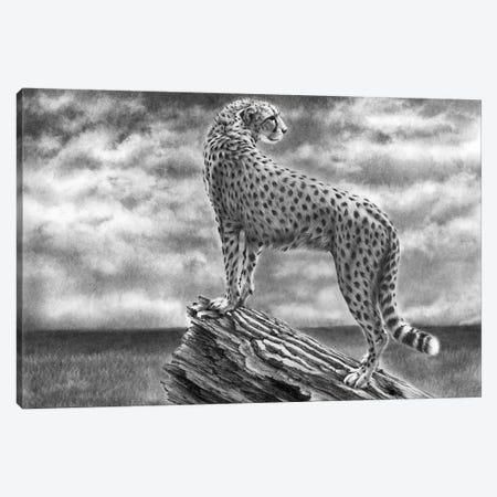 Cheetah Something In The Air Canvas Print #PWI167} by Peter Williams Canvas Wall Art