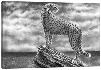 Cheetah Something In The Air Canvas Art Print - Cheetah Art