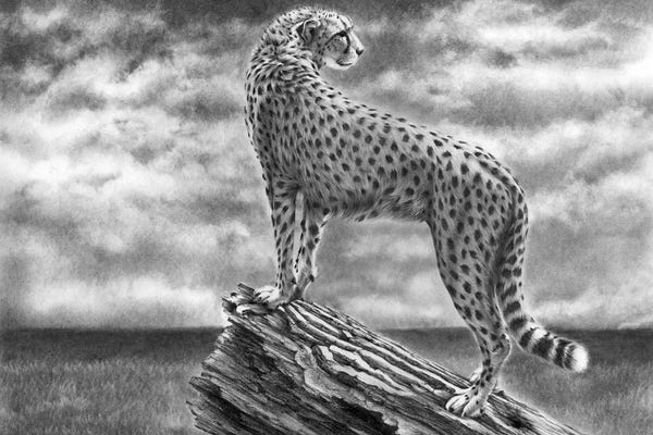 Fine Art Safari: Cheetah Something In The Air by Peter Williams