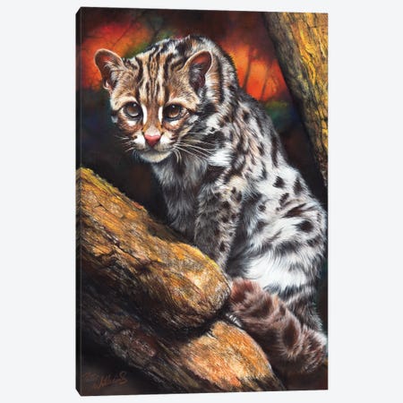 Wildcat Canvas Print #PWI173} by Peter Williams Canvas Artwork