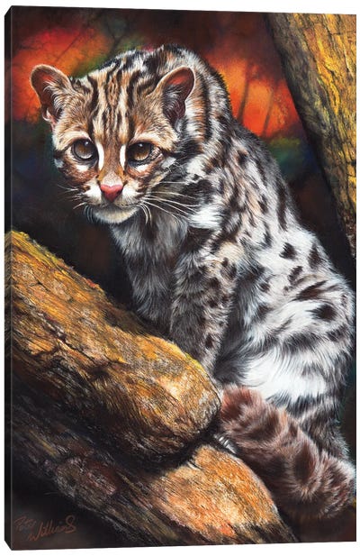 Wildcat Canvas Art Print - Peter Williams