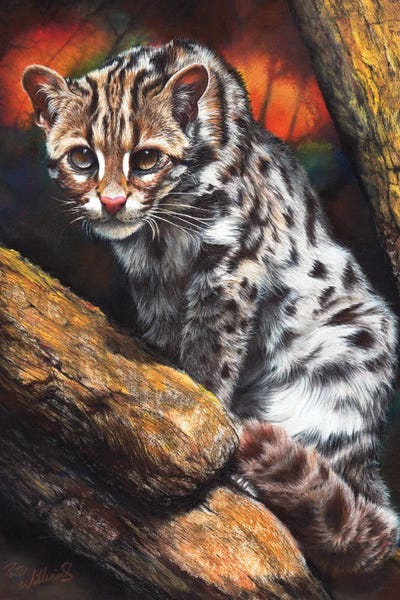 Peter Williams: Wildcat by Peter Williams