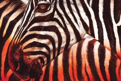 Zebra Sunset by Peter Williams art print