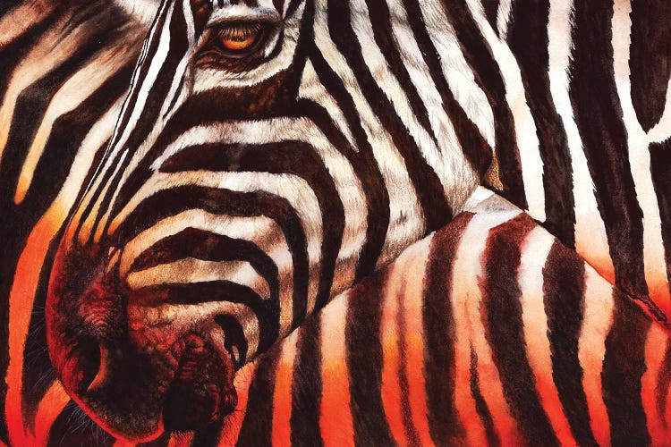 Zebra Sunset by Peter Williams wall art
