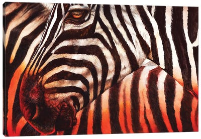 Zebra Sunset Canvas Art Print - Peter Williams