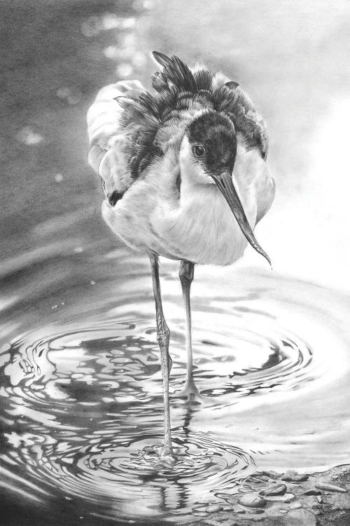 Avocet I by Peter Williams wall art