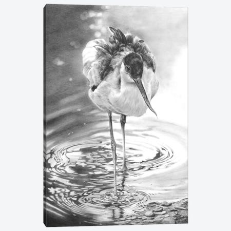 Avocet I Canvas Print #PWI179} by Peter Williams Canvas Wall Art