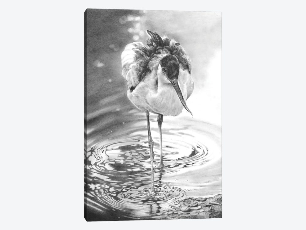 Avocet I by Peter Williams 1-piece Canvas Artwork