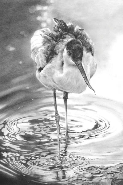 Peter Williams: Avocet I by Peter Williams