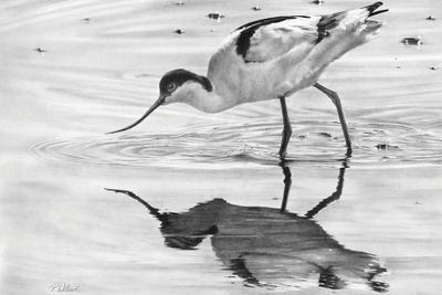 Avocet II by Peter Williams canvas print