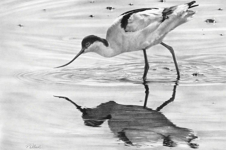 Avocet II