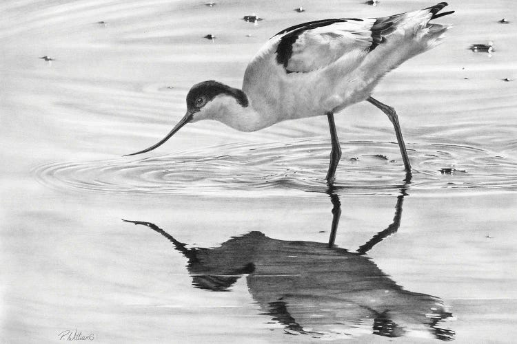 Avocet II by Peter Williams wall art
