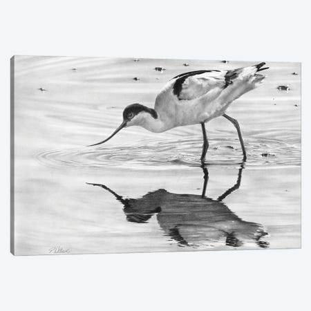 Avocet II Canvas Print #PWI180} by Peter Williams Canvas Print