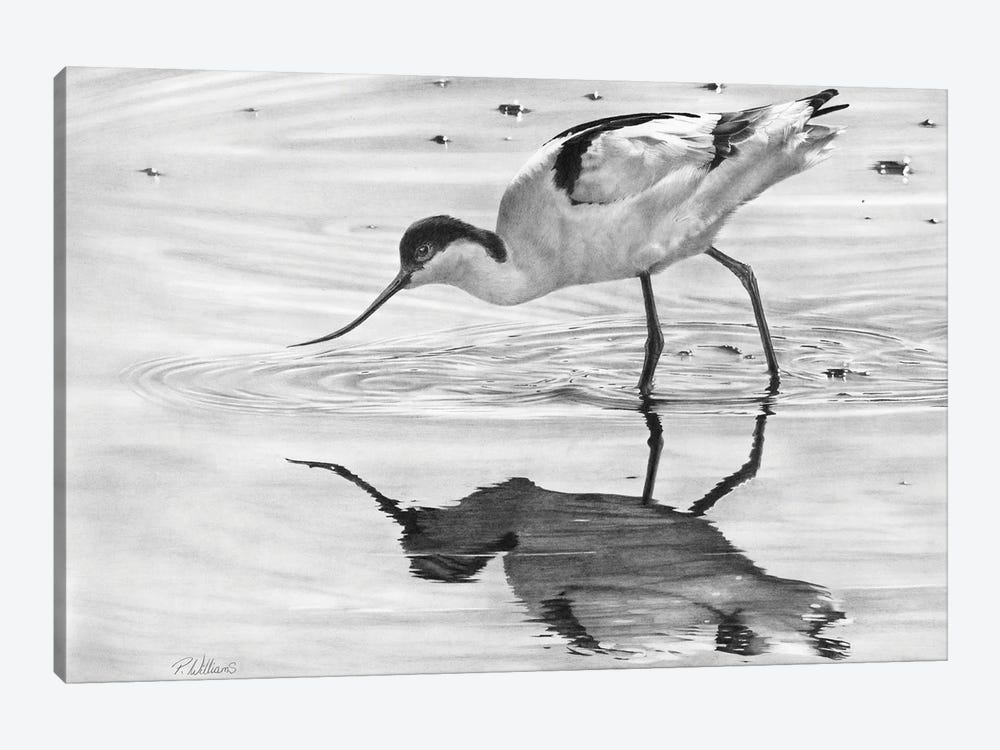Avocet II by Peter Williams 1-piece Canvas Wall Art