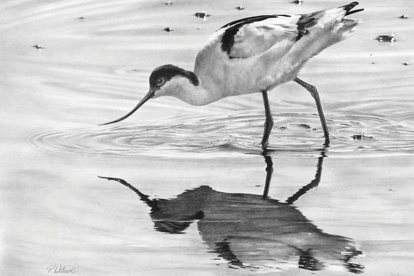 Peter Williams: Avocet II by Peter Williams