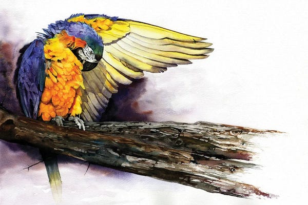 The Art Of The Feather: Pre-Flight Check by Peter Williams