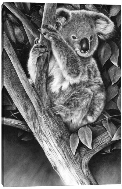 Up A Gum Tree Canvas Art Print - Koala Art
