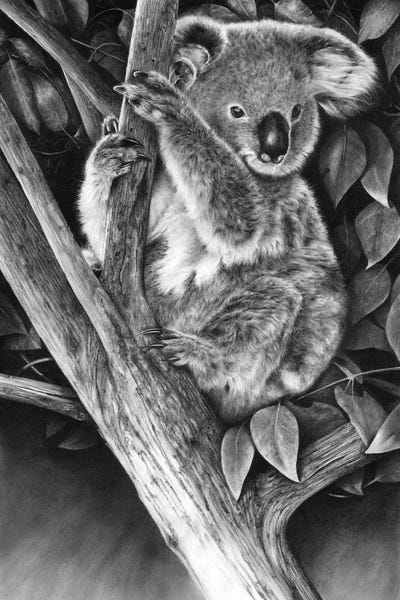 Koalas: Up A Gum Tree by Peter Williams