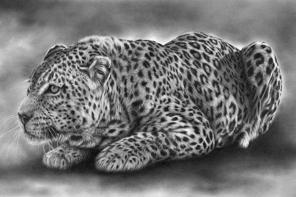 Leopards: Elusive Spirit by Peter Williams