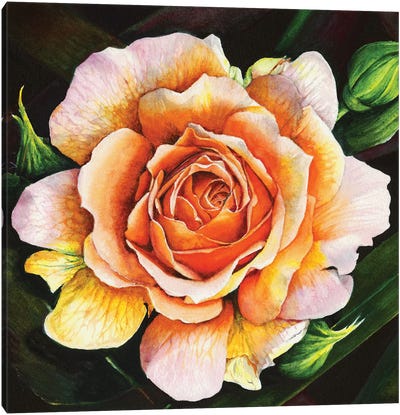 Blooming Marvellous Canvas Art Print - Peter Williams