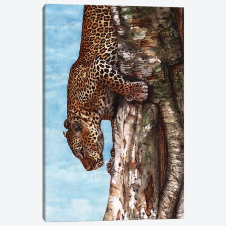 Breaking Cover Leopard Print Canvas Print #PWI209} by Peter Williams Canvas Wall Art