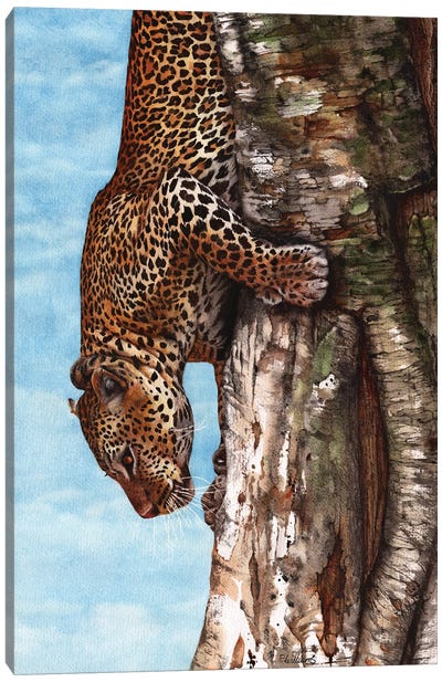 Breaking Cover Leopard Print Canvas Art Print - Peter Williams