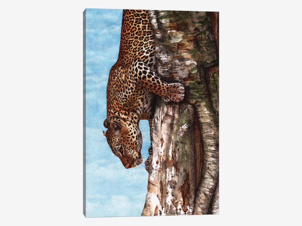 Breaking Cover Leopard Print by Peter Williams 1-piece Canvas Art Print